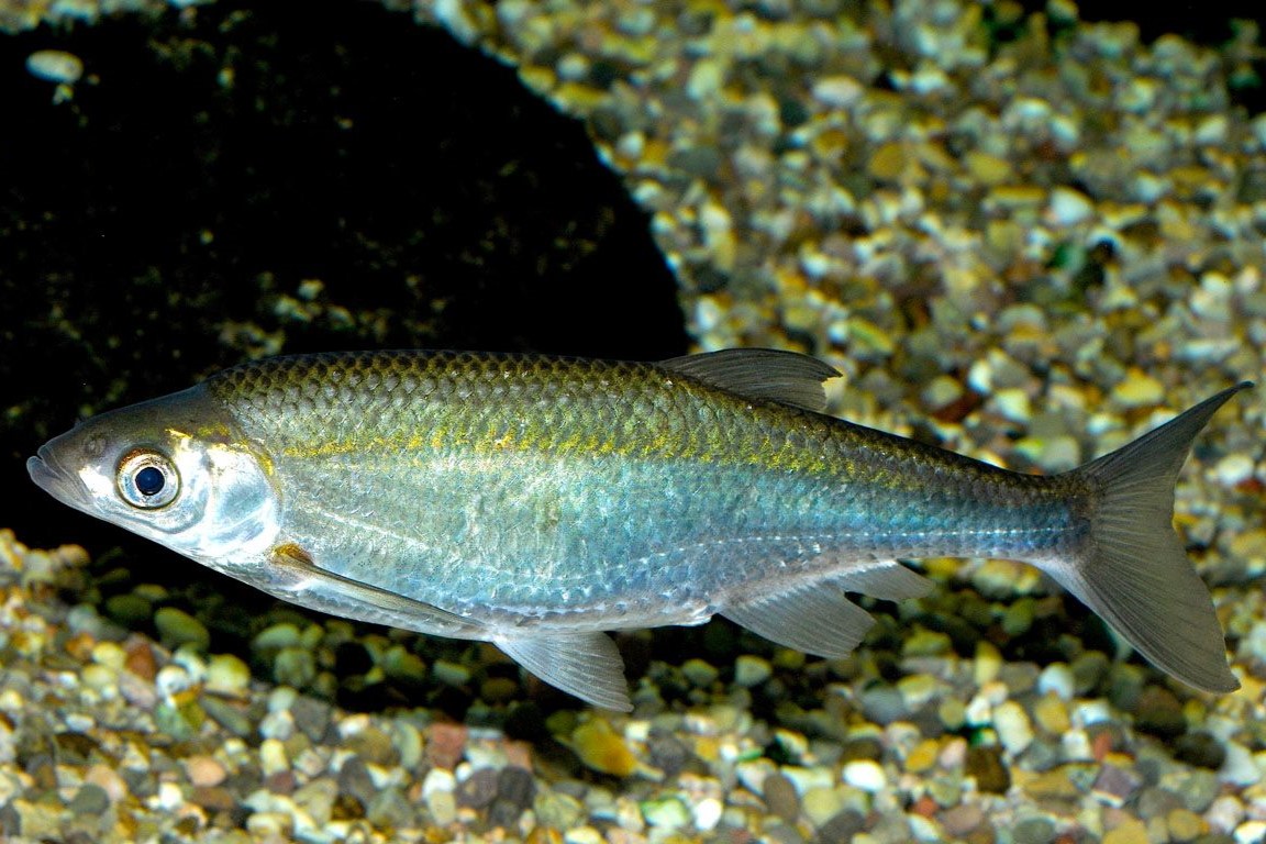 Antalya Spotted Bleak